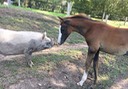 Barney and Chrissy kissing