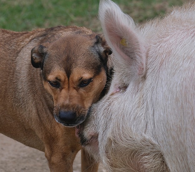 Barney and Hypo