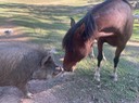 Barney Kissing Valley Girl