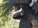 Barney Sitting in Mud