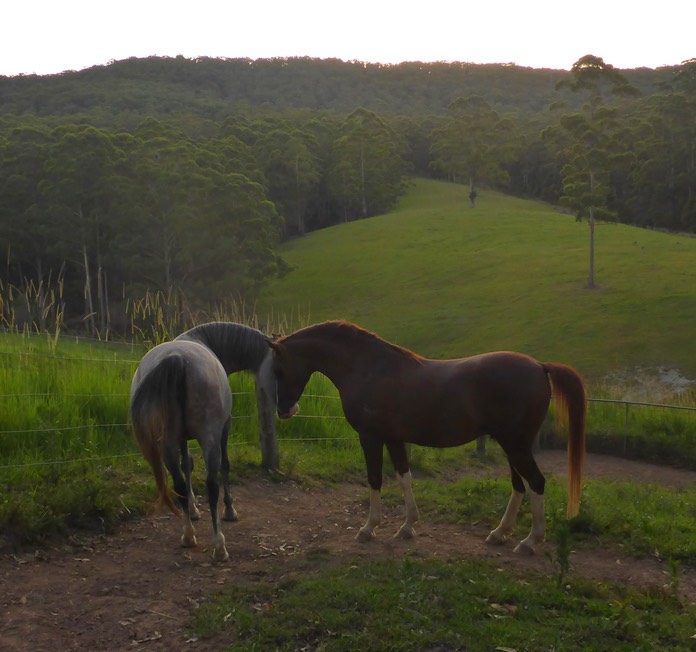 Beautiful Charismatic and Nell small