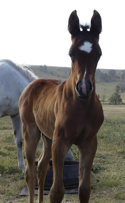 Bettys Filly 12-1-17