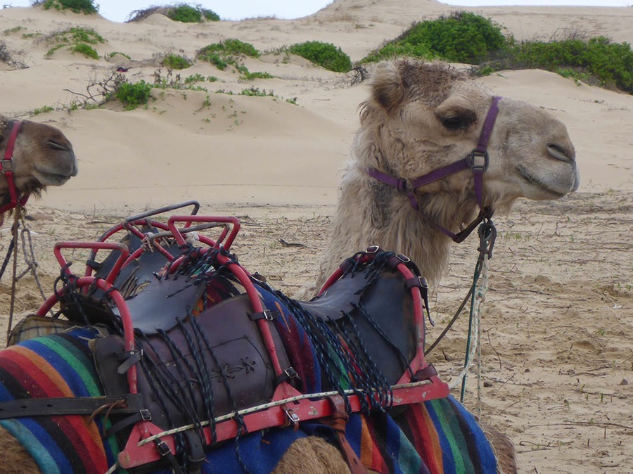 Camel close up