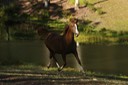 Charlie trotting dam