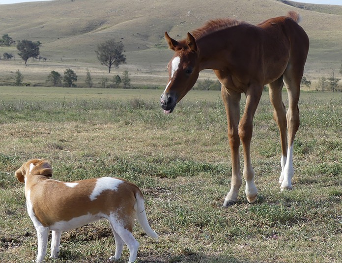 Charlies Filly and Gretel