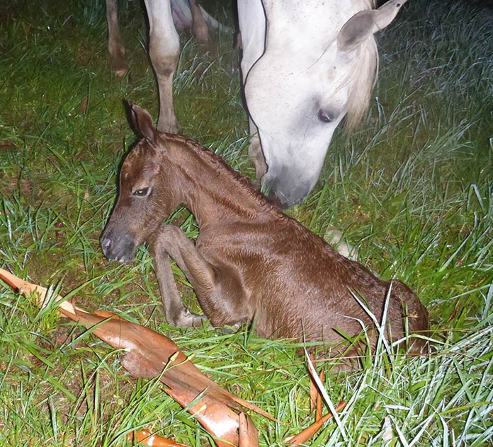 Colt Foal1