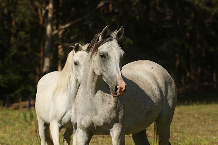 Digger and Major