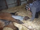 Aurora foaling