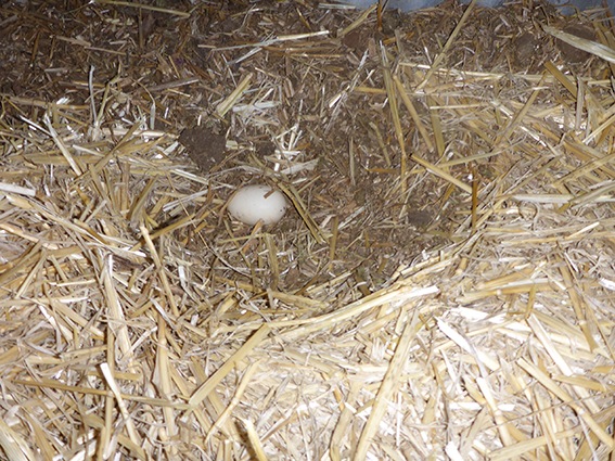 Duck Egg stable