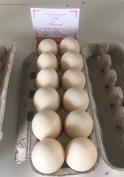 Duck Eggs 2nd