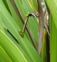 Dwarf Tree Frogs