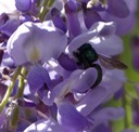 Female Carpenter Bee3