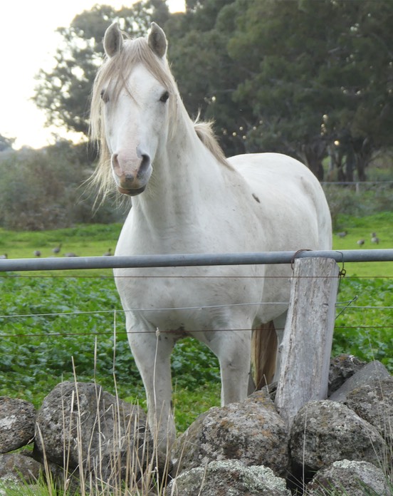 Fenwick Silver Spur May 17 small