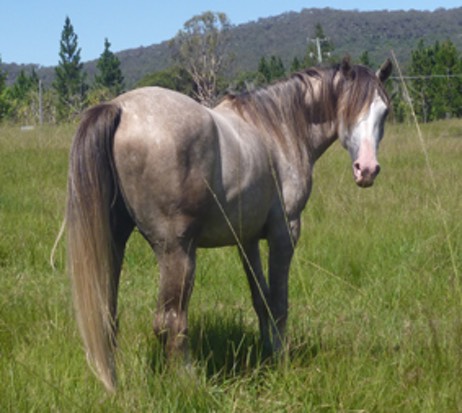 Fenwick Silver Prince