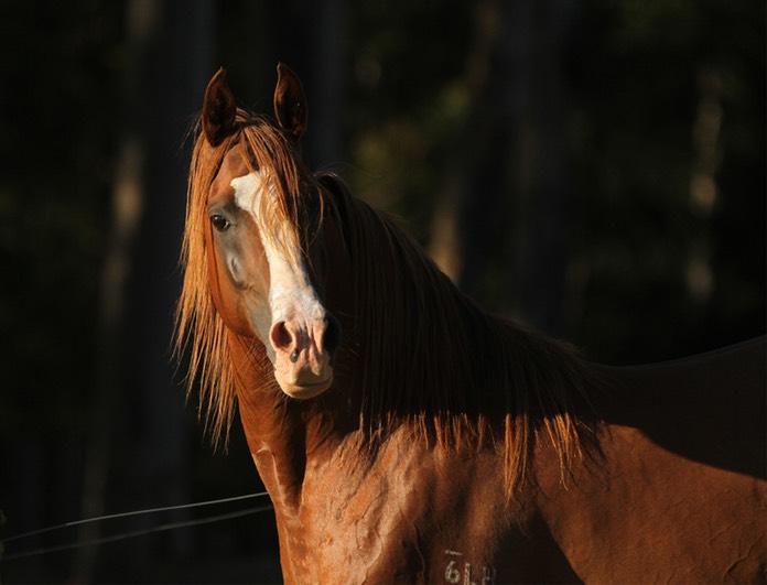 Flip Headshot Nearside