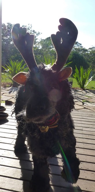 Harry reindeer