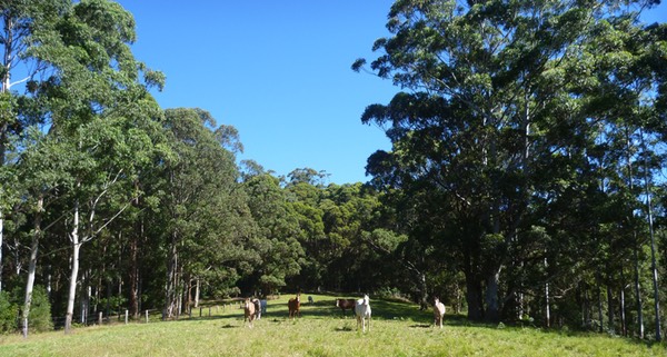 Herd Anzac Day small