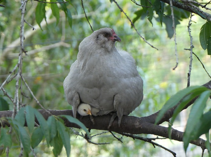 Holden in Peach Tree