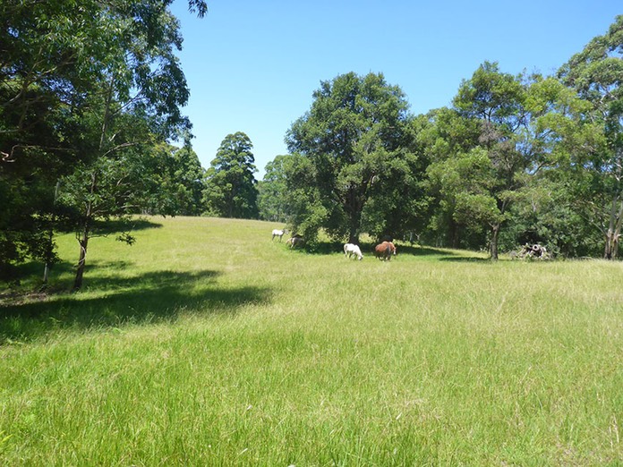 Horses grazing 13-2