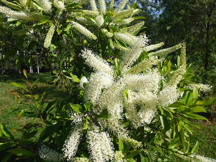 Ivory Curl Flower