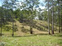 Lantana Paddock Gully