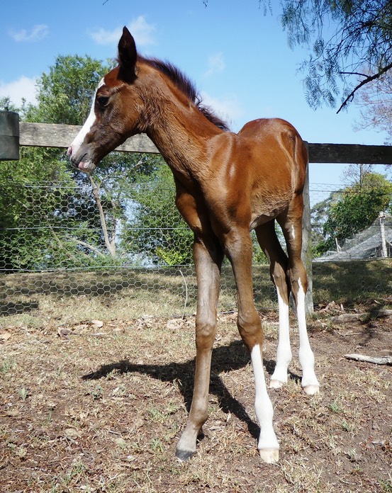 Leg Markings