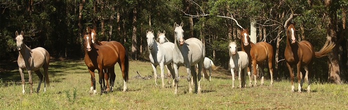 Major with herd