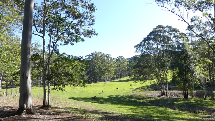 Paradise herd small
