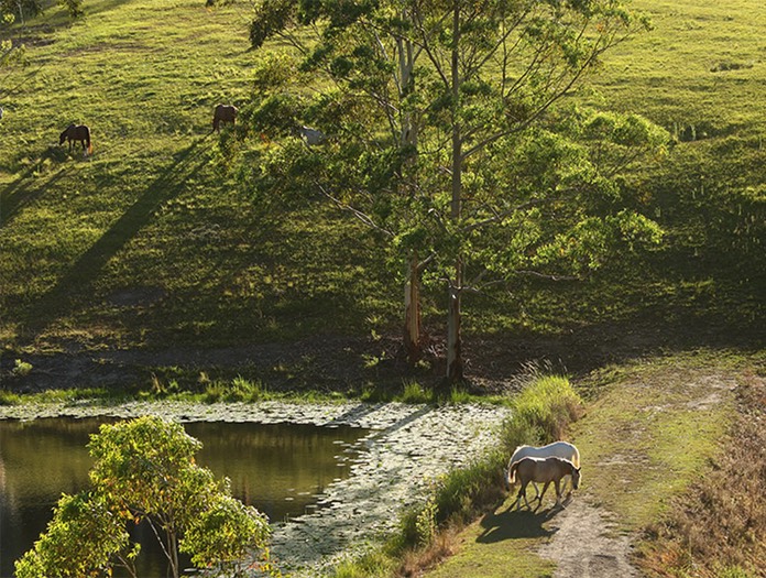 PC Herd8 Dam