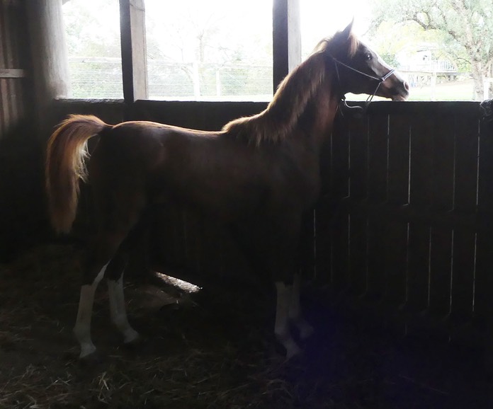 Red Fred Weaning2