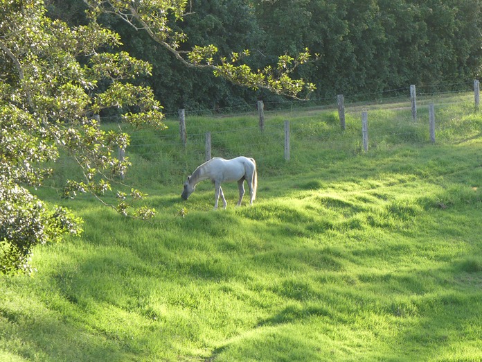 Ren Grazing