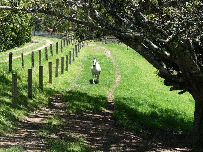 Ren running up