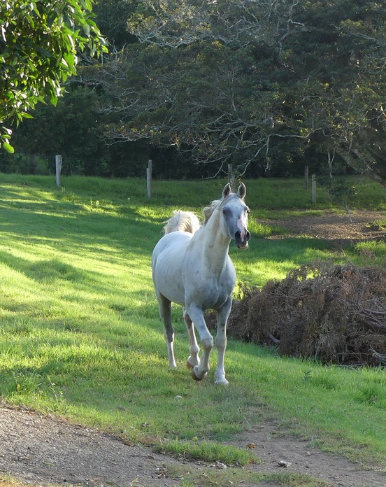 Ren Trotting