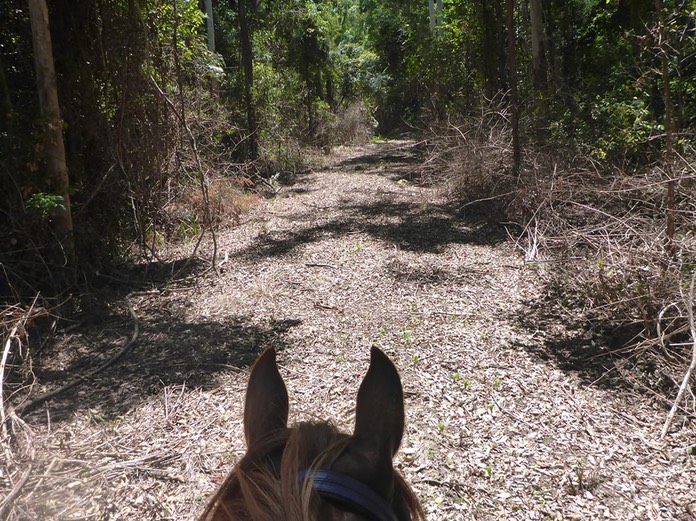 ROYS EARS