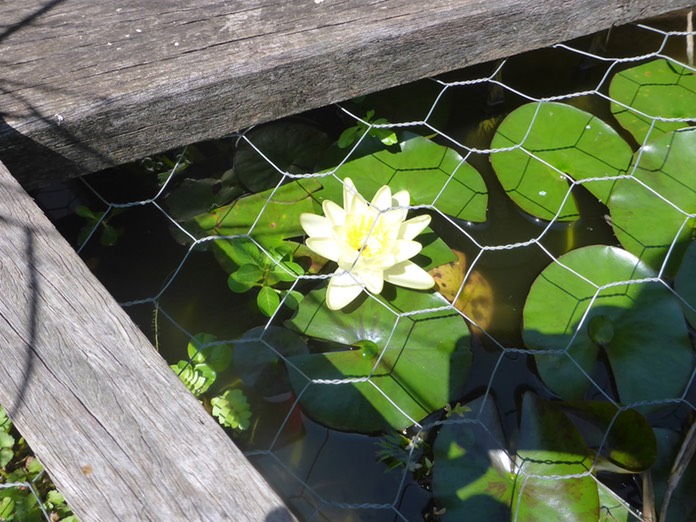 Water Lily