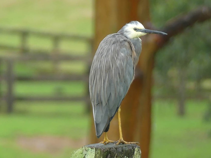 White Faced Heron Single