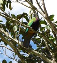 Woompoo Fruit Dove