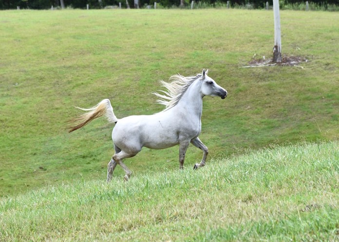 Wootton Moonbeam 2013 (Fenwick Silver Prince x Al Tsahir Odessa)