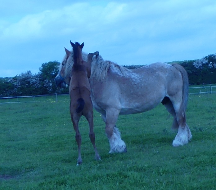 Zariffia colt playing mare