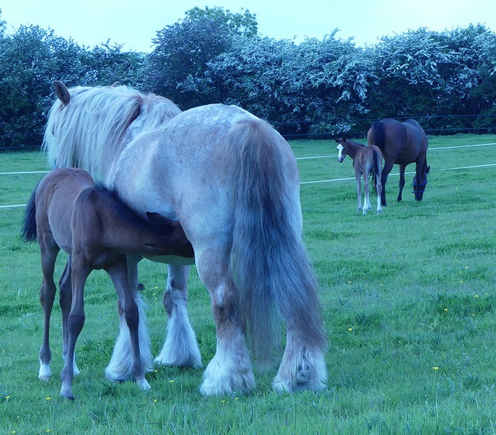 Zarrifia foal feeding small